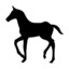 horses?